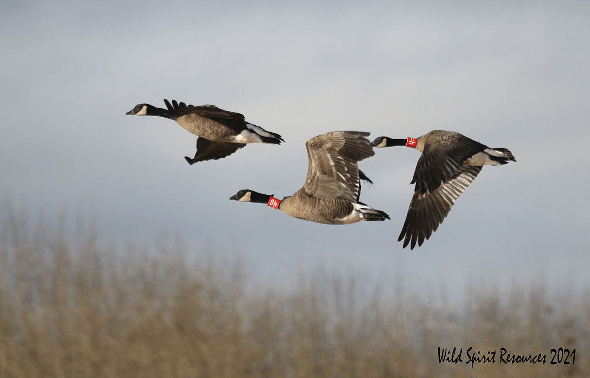 Oregon live online ducks